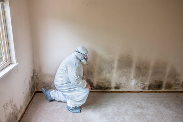 Best DIY Mold Remediation in Towanda, KS